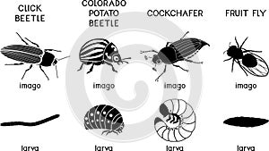 Set of black silhouettes of insect pests of agricultural plants click beetle, colorado potato beetle, cockchafer and fruit fly